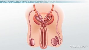 Endocrine System Overview, Structure & Function