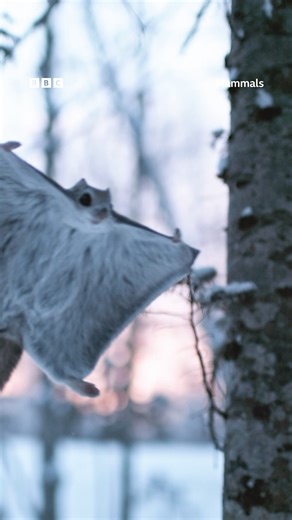 I believe I can fly 🪽 Although technically they aren't capable of true flight, Siberian flying squirrels can glide up to an impressive 50m through the air! They have a stretchy membrane between their front and back legs that act as 'wings' that allow them to glide from tree to tree. Born to survive. Built to thrive. #Mammals | BBC Earth