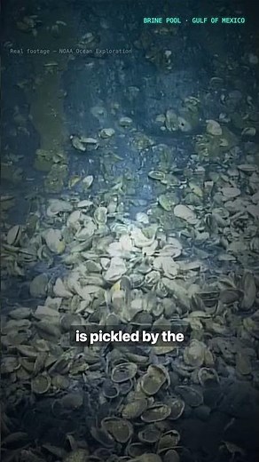 This Underwater Lake Pickles Whatever Falls Into It | Brine Pool 🧂