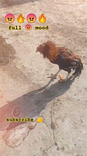 Aseel murga#chicken #mianwaliaseels #shortsfeed #shortvideos #ytshorts#petshub #fyp