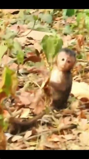 Monkey species: The careless baby monkey fell from a tall tree – it hurt so much!