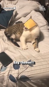 Who ordered extra cheese? 🧀😹 #cheeseloversday #Funny #Cheese #Fail | Try Not to Laugh