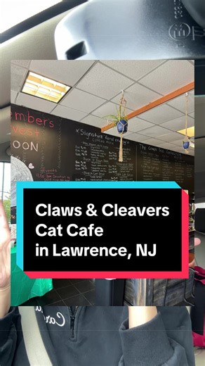 @neurospicywitchygroomer has the coolest businesses around!!! Go check out the new cat cafe!! #lawrenceNJ #mercercountyNJ #centraljersey #catcafe