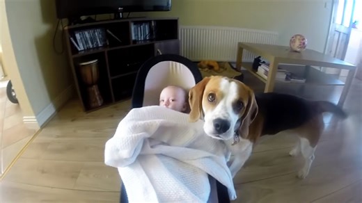 Beagle tucks baby in with blanket and brings toy