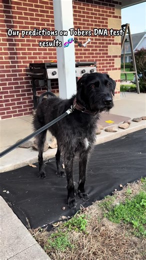 His results are in🧬🐾 #dobermanpinscher #greatdane #poodle #pitbull #boxer