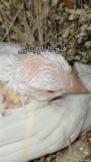 #finch aviary,star finch aviary,aviary,bird aviary,gouldian finch aviary,zebra finch aviary,aviary birds,lady gouldian finch aviary,finches aviary,mixed aviary,finch bird aviary,breeding finch aviary