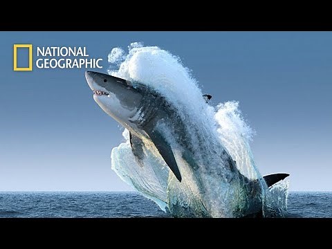 Sharks, Jaws, Great White The Big Five 2020 HD National Geographic Documentary
