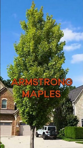Best Tree for Tiny Spaces? Armstrong Maple!
