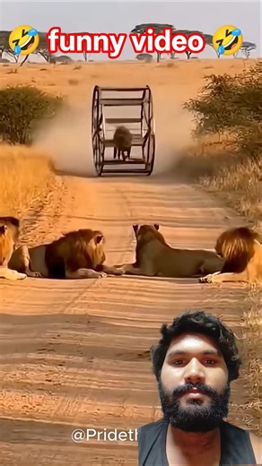 शेर भी हो गए हैरान! 🦁 | Lion vs Wheel Animal Funny Fight #shorts #viral #SultanFunnyDog