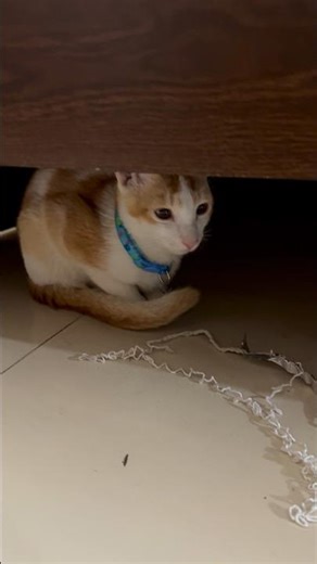 Watch this adorable kitty go crazy over a simple string! 🐱💕 Too cute! #CuteCat #FunnyCat #CatPlaying