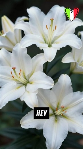 🌸 Italy’s national flower? The elegant white lily! Pure white petals = purity, beauty, and Madonna vibes in tons of Renaissance art. It’s Florence’s historic emblem and screams Italian grace. Which flower says “Italy” to you – lily or something else? Drop it below! Want to learn more about Italian flowers? 👉 https://www.learnitalianpod.com/2022/12/05/popular-italian-flowers/ | The Italian Way of Life