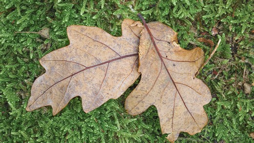 Compact, Versatile, and Sturdy: A Closer Look at K&F’s Mini Tripod | Fstoppers