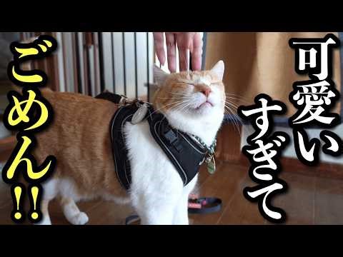 This Is What Owning a Cat Really Does to Your Life (Total Cat Chaos!)