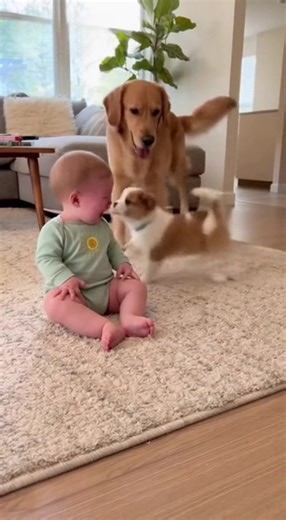 866K views · 27K reactions | The best way to stop a baby from crying. #funnyreels #fun #trendingreelsvideo #doglover #kids | Funny Moments | Facebook