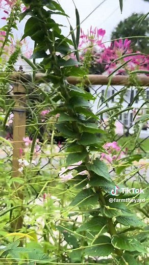 Spider flower is a summer stunner! See my next post to see how much cleome I started with last year #august #2023 #garden #cleome #spider #flower #annuals #cottagegarden #tropical #gardentok