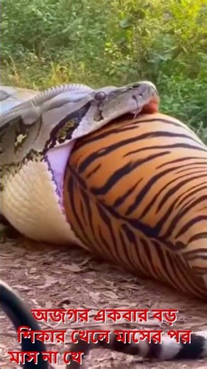 😱 অজগর ব না ম বাঘ 😱 Snake vs Tiger #python #snake #reels #ai #anaconda #viral #tiger