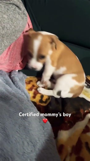 #dog #puppy #funny #comedy