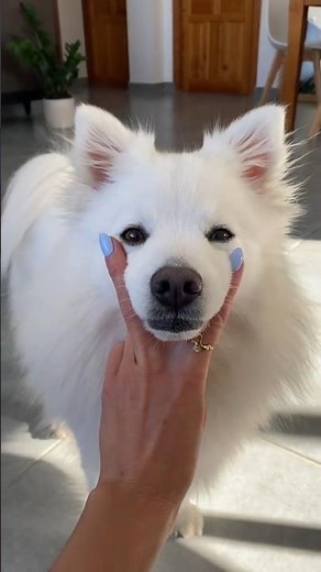 This Is How a Japanese Spitz Grows!