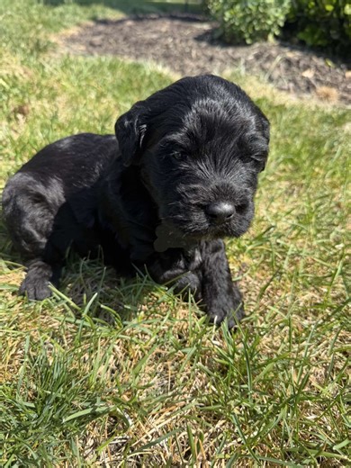 Good morning 🖤#cutepuppy #puppies #doodlemix #goldendoodle #cute