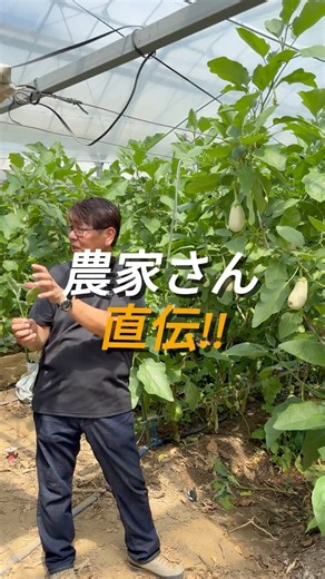 A Farmer’s Pro-Tip! How to Eat Delicious White Eggplant🍆✨ #WhiteEggplant #Eggplant #ToyohashiCity...
