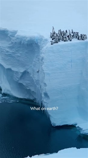 From Southern Africa to the Galápagos Islands to Antarctica, Bertie Gregory and his crew traveled far and wide to capture the most extraordinary footage of penguins—some of which have never been filmed before. #SecretsOfThePenguins streams April 21, only on Disney . #ourHOME | National Geographic Australia