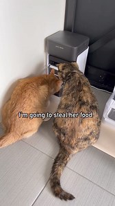 One RFID Pet Feeder⭐⭐⭐⭐⭐ Petlibro's greatest invention - for multiple pets families! Easily cope with specific diets, unique personalities, and eating habits of different pets. ✅A feeder exclusive to one ✅Smart app control ✅Prevents food theft ✅Supports Weight Management ✅Feeding Made Personal | Petlibro