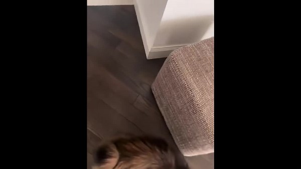 Cat chases mouse around fireplace in Lviv, Ukraine