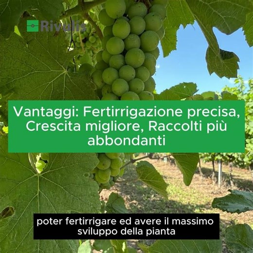 Come questo vigneto italiano ha raggiunto una meccanizzazione al 100% con Rivulis D5000 in SDI