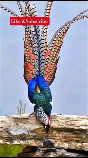 Top Best Singing Birds 2026 | Clear Sounds That Will Give You Goosebumps