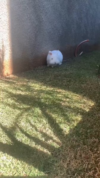 Alimentação de Coelhos: O Que Pode e Não Pode Comer