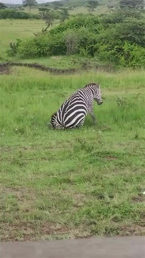 Zebra Battles: Understanding Aggressive Behaviors