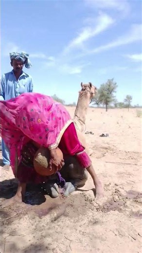 🐪🏜️ شباب البادية يقودون الجمل فوق أكبر كثبان الصحراء بحماس وقوة