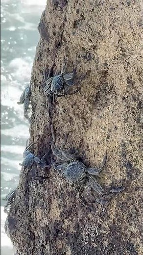 ʻAʻama: The Guardian of Hawaiʻi’s Shoreline 🦀 | The ʻAʻama Crab
