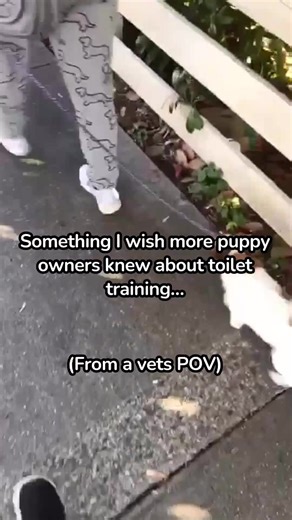 Puppies usually don’t have reliable bladder control until around 6 months of age, so accidents are completely normal during the early months. When puppies are punished for toileting in the wrong area, they often don’t learn where to go… they learn to hide when they need to toilet or become fearful. Instead, focus on: • frequent toilet breaks (even every hour at the beginning) • taking them out after naps and meals • gentle praise when they toilet in the right place • look for toileting cues such