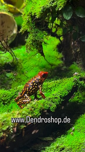 384 reactions · 11 shares | #terrarium #pfeilgiftfrösche #regenwaldterrarium #beregnungsanlage #dendroshop #rainforest #dartfrogs #futtertiere #futterinsekten | Dendroshop-Terraristik | Facebook