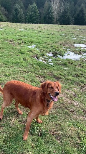 #Rose is our #3yearold #red #goldenretriever . #She demands to play #fetch at least twice a day. #goldenretrieverlife #dog #dogs #tiktokdogs #puppy