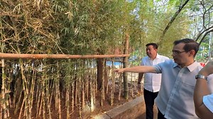LIVE: Yorme Isko inspects the future design of the City of Manila's 100,000-bamboo tree project along major roads and riverbanks | Isko Moreno Domagoso