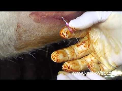 Large Abscess In Farm Cows, Watch How Veterinarian Helps Animals By Draining It