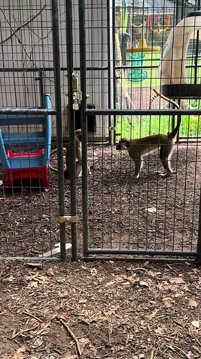 Vervet Monkeys in Heat: Natural Mating Behaviors