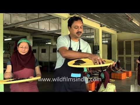 Glenburn Tea Estate: how the best Darjeeling tea is made!