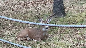 Real Life Love In The Country!! LUCY is playing hard to get!! | Jimmy Houston Outdoors