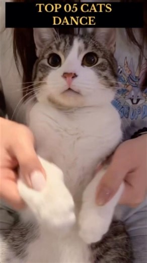 Top 05 Cats Dance 😅😻 #cat #dance #shorts