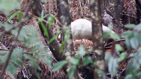 Rare albino pudu seen on Chile island where deer population shrinking