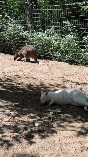 Meet the World's Cutest Albino Kangaroo and Capybara ❤️ #shorts #farm #capybara #kangaroo #animals