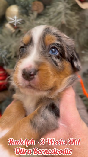 🎄 Rudolph – 3 Weeks Rudolph is bringing all the soft, cozy winter magic ❄️✨ This little sweetheart is growing more adorable every single day. #RockyViewBernedoodles #ReindeerGames #Bernedoodle #BernedoodlesOfInstagram #CanadianBreeder #HolidaySeason #ChristmasVibes #WinterMagic #CozyMoments #PuppyLove #FYP #CuteAnimals #DogMomLife #DogDadLife #ReelsCanada #DogsOfCanada #OntarioDogs #BradfordOntario #SimcoeCounty | Rocky View Bernedoodles
