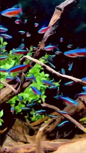 “Neon Tetra: The Glow Fish of the Aquarium World