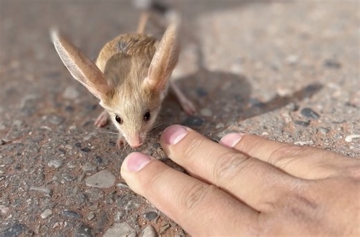 A photographer captured rare footage of the endangered long-eared jerboa in Kalpin County, northwest China's Xinjiang Uygur Autonomous Region. Known for its rabbit ears, pig nose and kangaroo-like hops, it is among the world's most endangered and unique species. #ChinaBiodiversity #PlanetMatters | CGTN