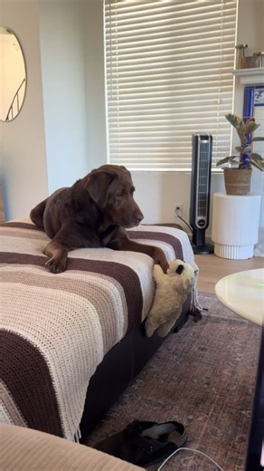 Bodie: The Chocolate Lab Villain of TikTok
