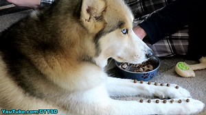 HUSKY SHELBY IS A DIVA | Gone to the Snow Dogs