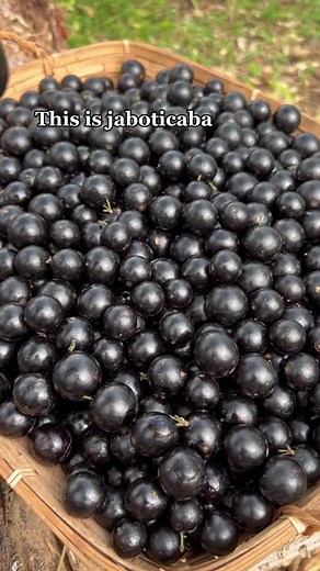 JABOTICABA / BRAZILIAN TREE GRAPE 🍇 These infamous little fruits are back at the stand this week and we’re so excited to share them with you! Jaboticaba are native to Brazil but grow in South Florida where they usually fruit around 1-2 times a year throughout February-May. They can only be harvested when ready to eat and they do not continue ripen once they are picked. Jaboticaba spoil quickly so most people will either make jams or jellies to preserve their delicious flavor and incredible amou